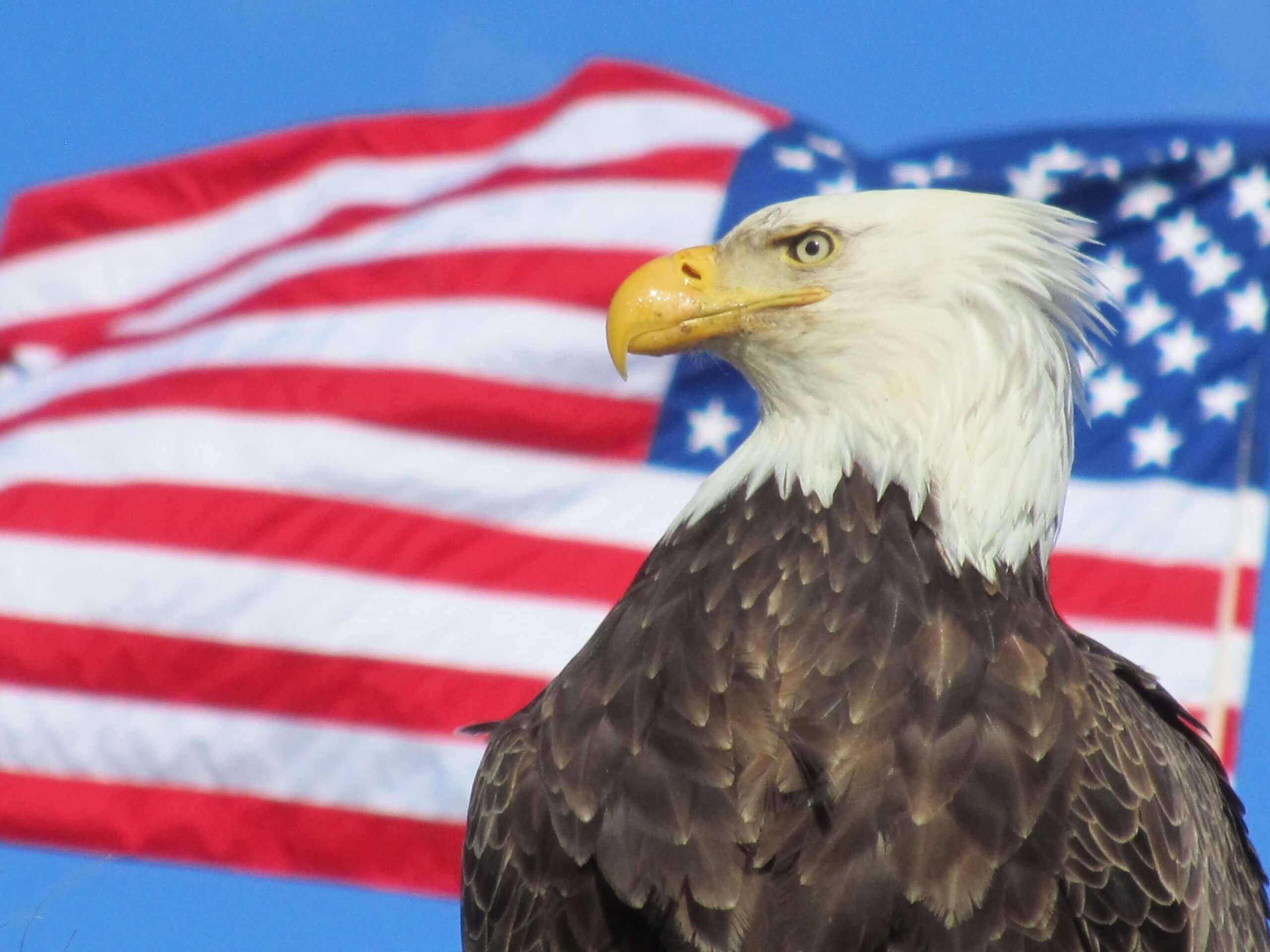 Bald eagle in from of a US flag